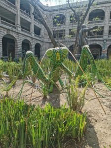 WIXÁRIKA MANTIS