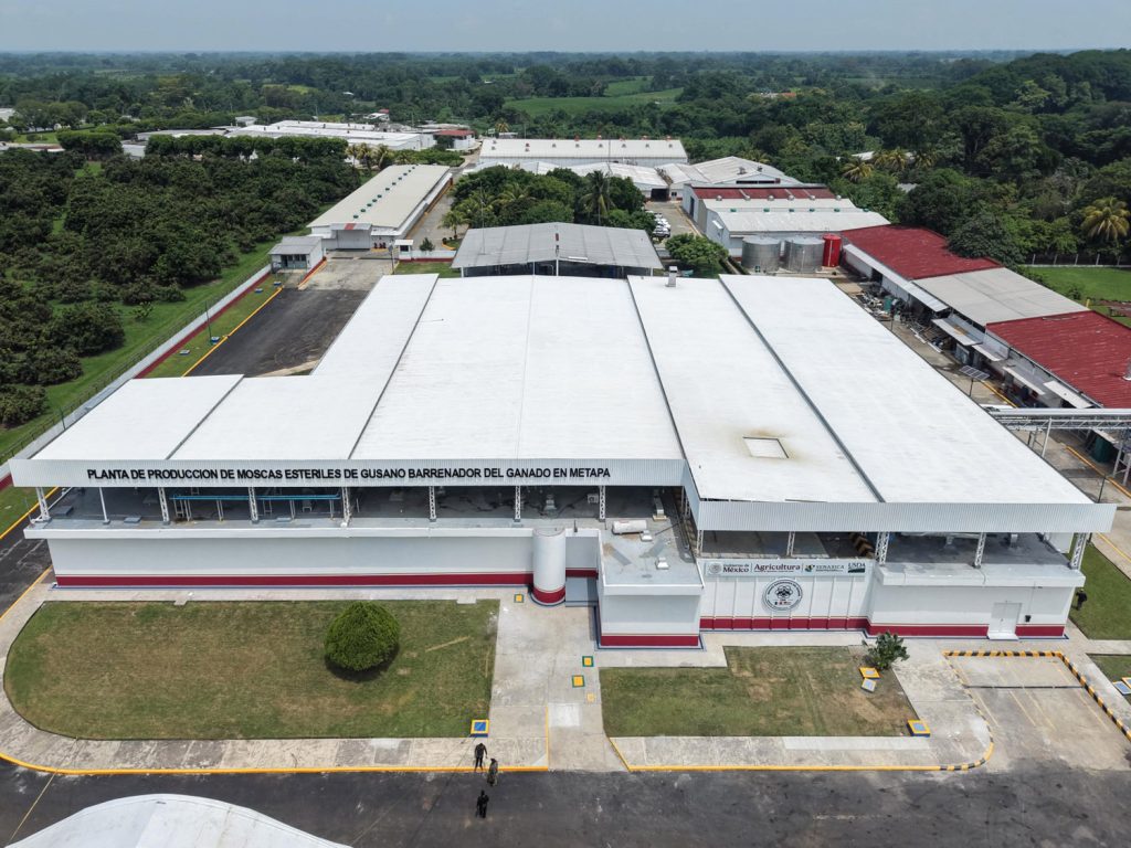 Planta de moscas en el estado de Chiapas