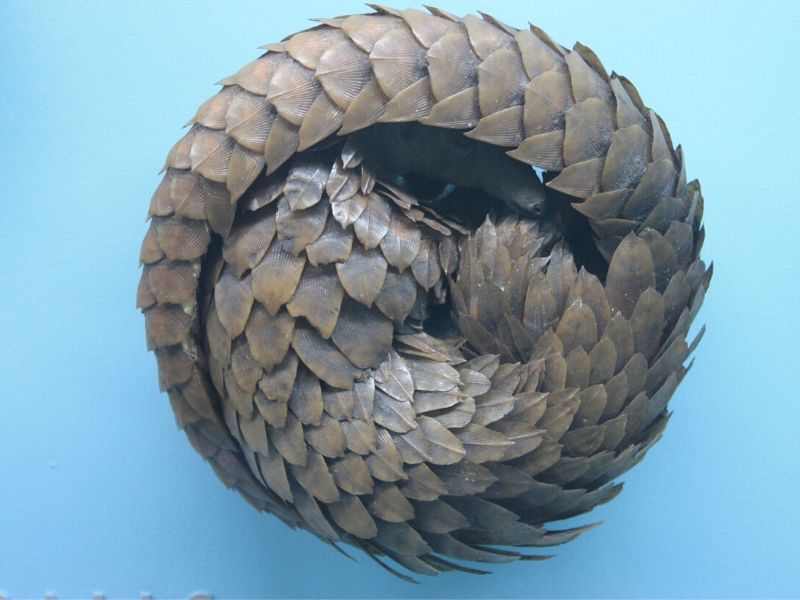 Pangolin