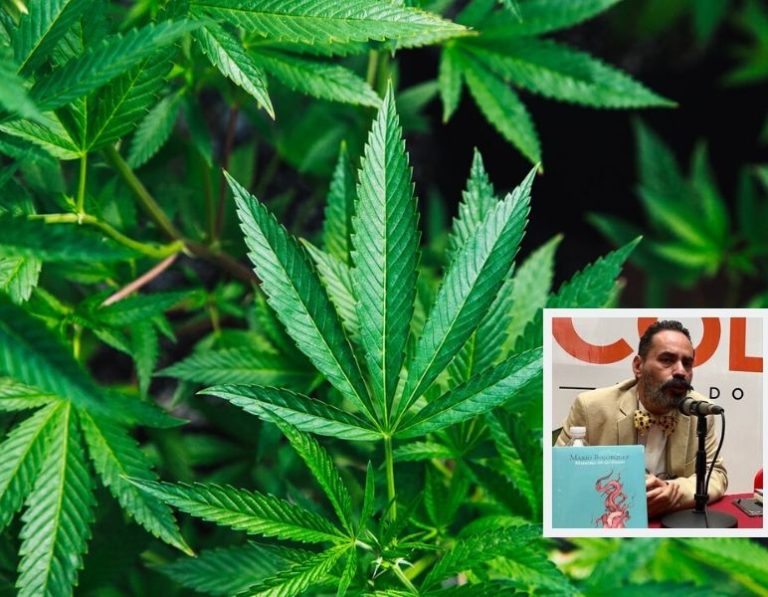 Cannabis