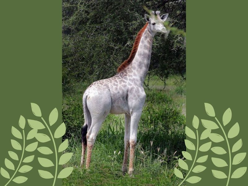 paréntesis jirafa