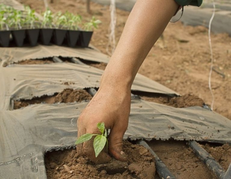 mujeres-campesinas-jornaleras-desigualdades-campo-mexicano campo-agricultura
