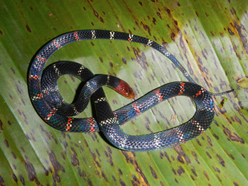 serpiente