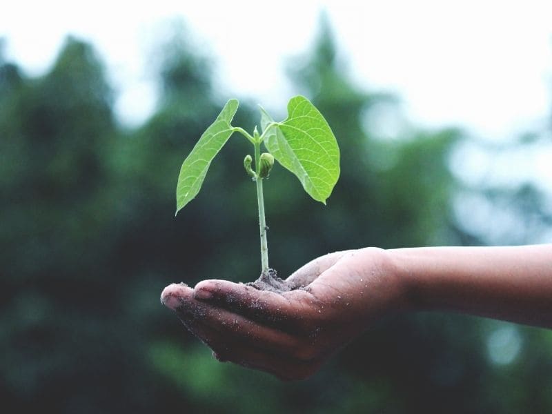 Cambio climático crisis medioambiental México ecosistemas