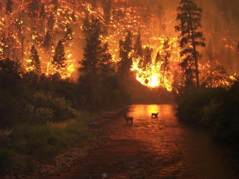 incendios forestales incendios forestales