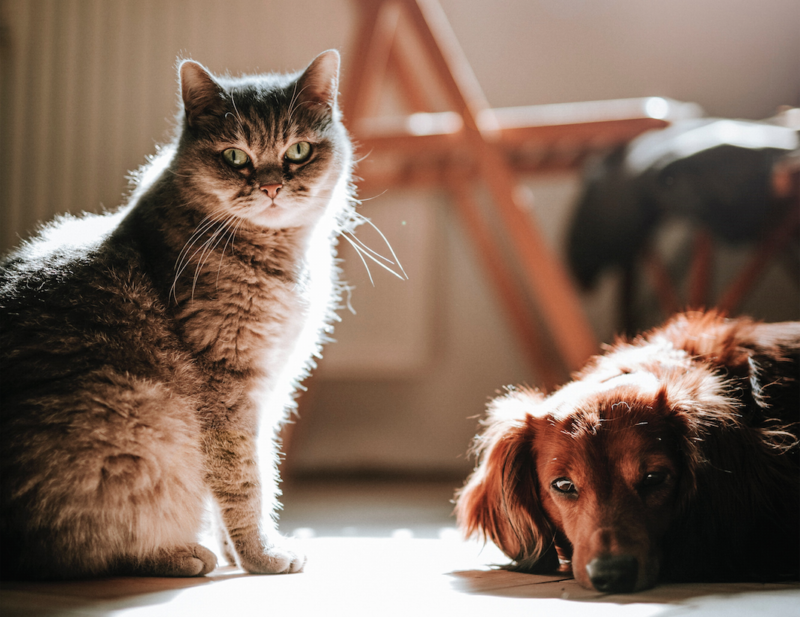 perro_gato_mascota inciativa-animal