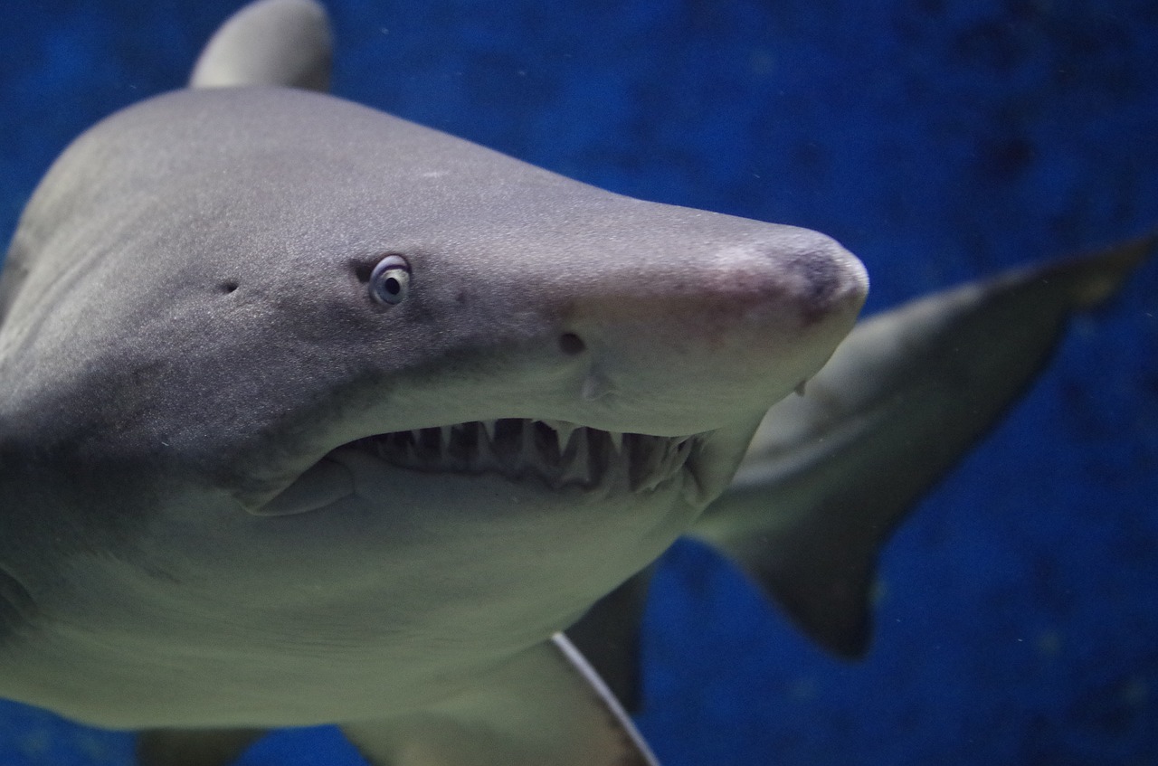 tiburon