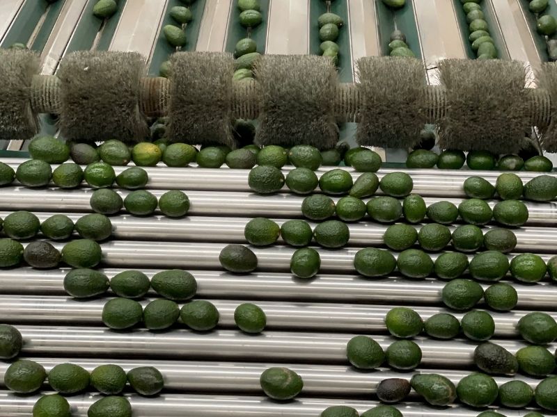 eu-aguacate-michoacan-180222