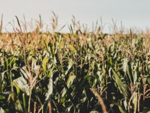 fertilizantes maíz Rusia Ucrania