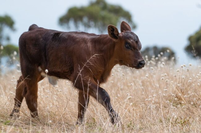calf-g51a51d0c9_1280 (1)