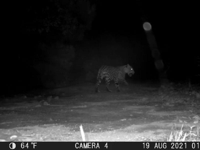 Jaguares Sierra de Quila