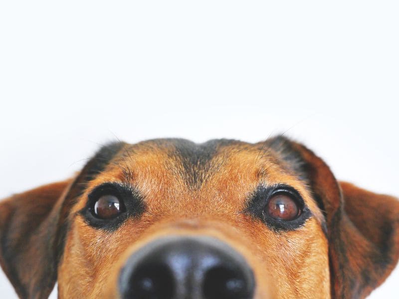 Registro único para mascotas CDMX RUAC