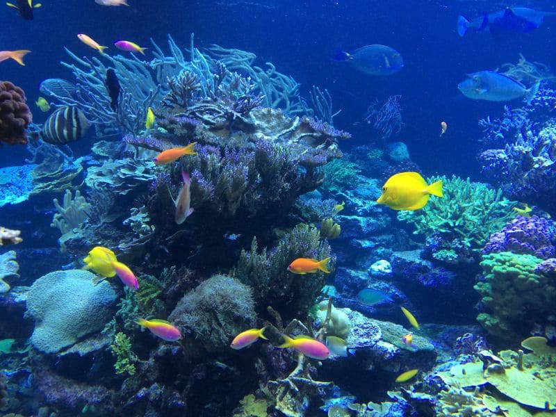 biodiversidad