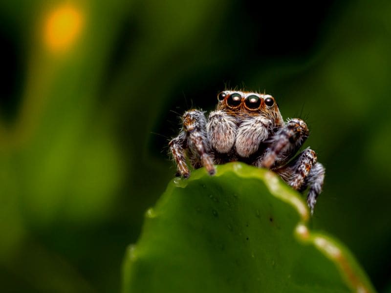 araña