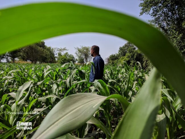 productores-maíz
