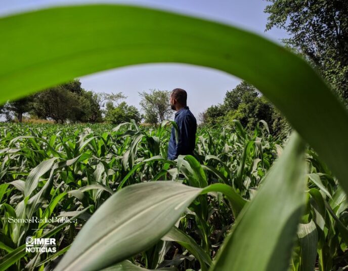 productores-maíz
