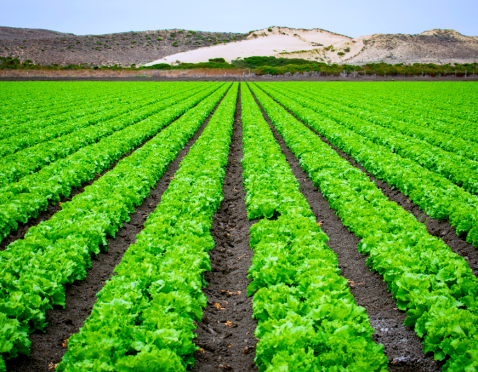 Montsanto glifosato como herbicida