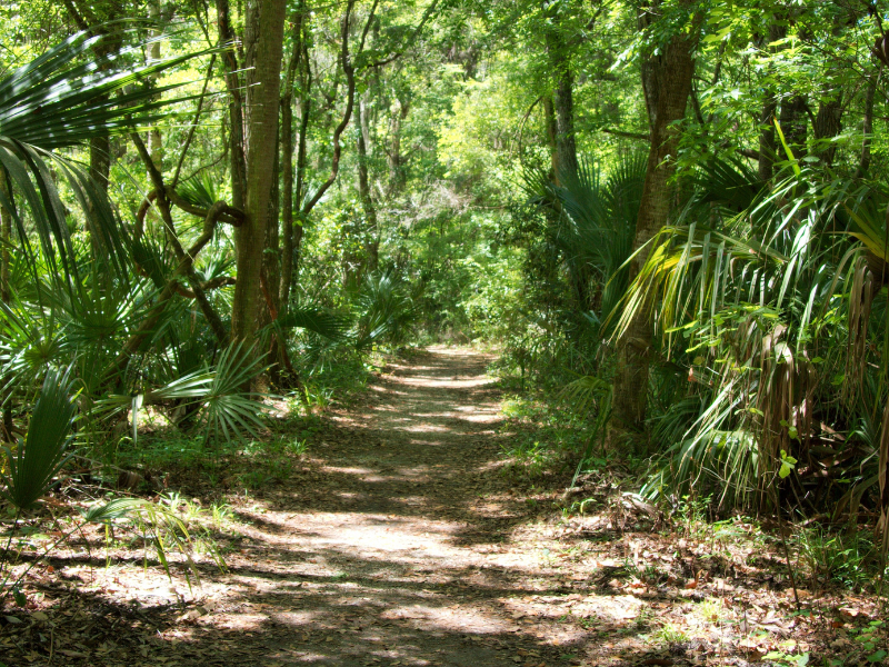 Selva-reserva maya selva maya