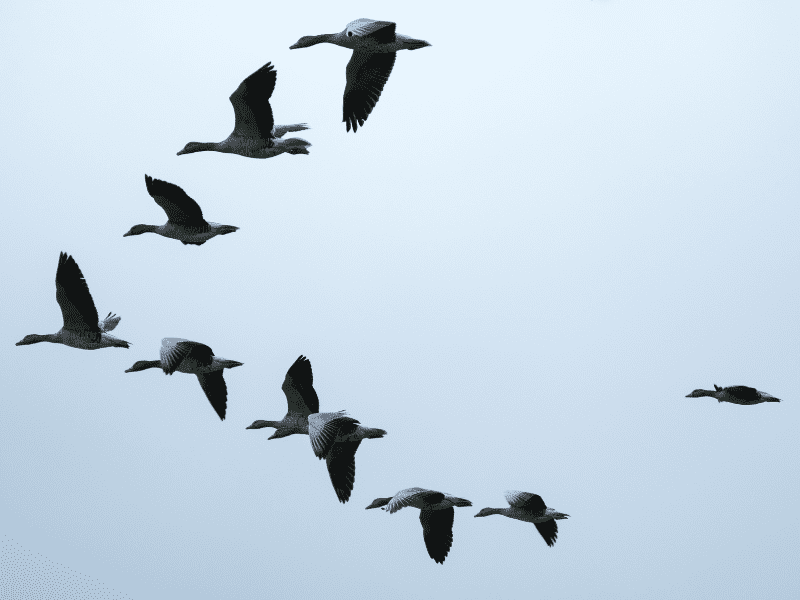 Panzootia aves mamíferos pandemia