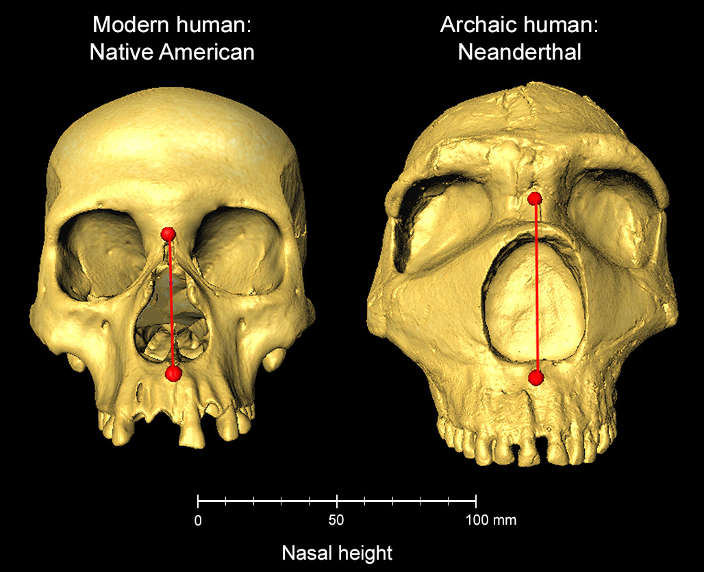 Nariz de neandertales