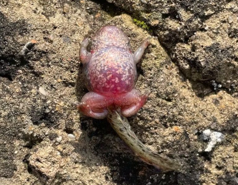 anfibios