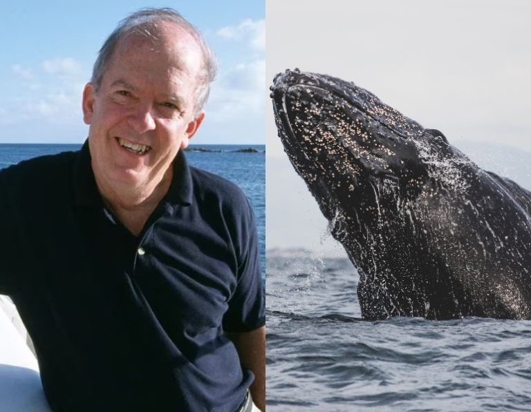 Ballenas yubartas