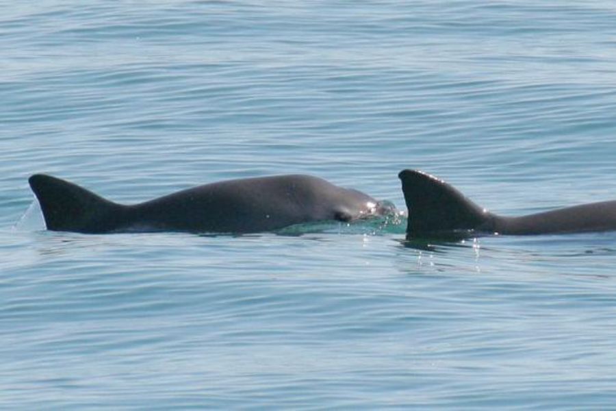 vaquita marina vaquita marina