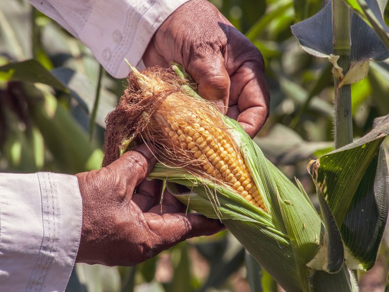 sustituir glifosato Conahcyt maíz transgénico México EU