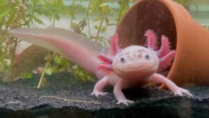 Ajolote mexicano Axolotl UNAM extinción Xochimilco