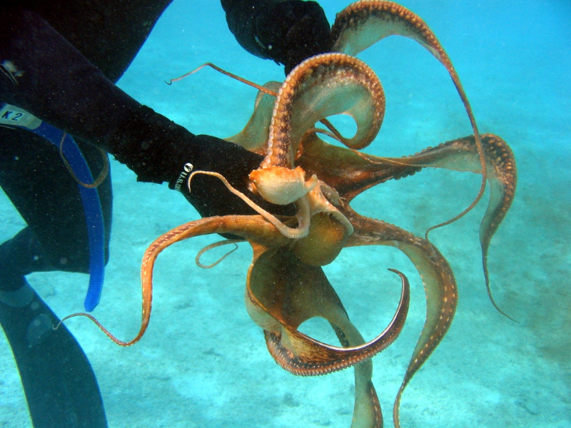 PORTADAS WEB – 2023-12-29T200607.554 pesca-pulpo