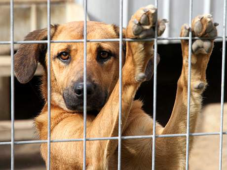 Protección cuidado animales prohibir maltrato México AMLO