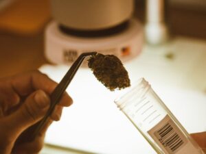 marihuana en farmacias