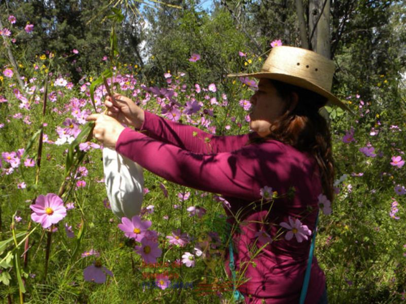 Banco de Semillas FES Iztacala UNAM