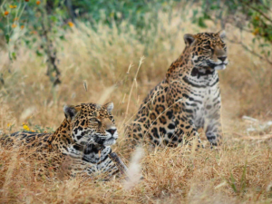 jaguares vida silvestre