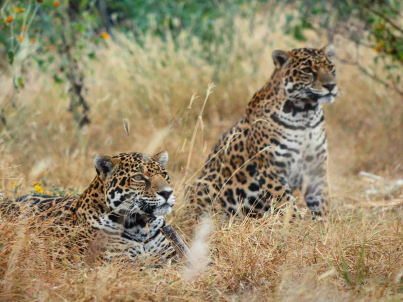 jaguares vida silvestre