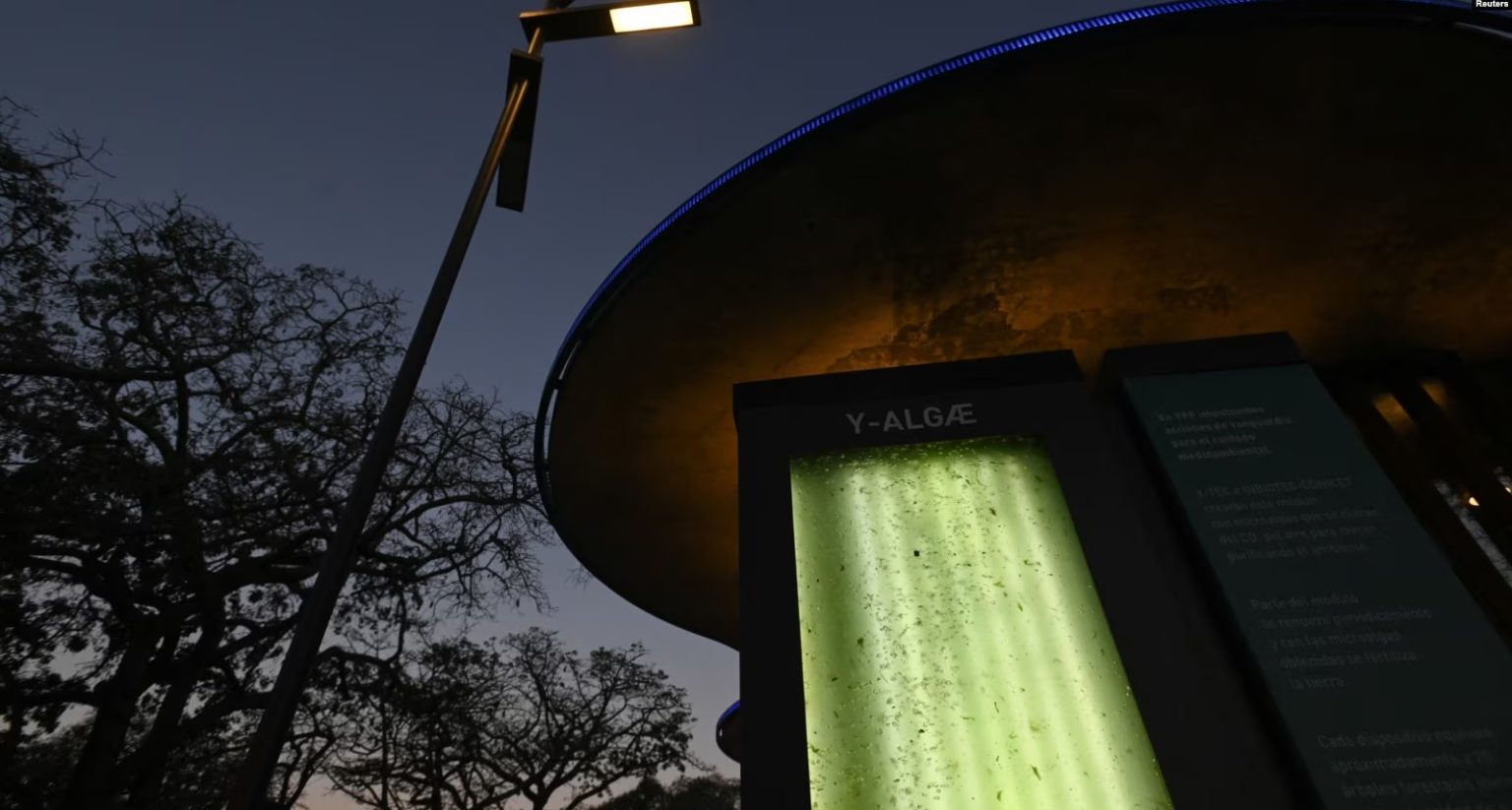 YALGAE fotobiorreactor árbol líquido Argentina
