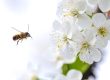 ¿Pueden las abejas tener derechos? La SCJN analizará un caso histórico