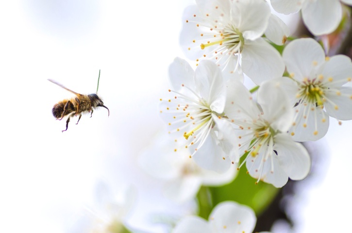 Abejas abejas polinizadores riesgo lluvias bajas temperaturas