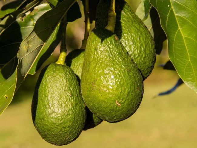 Importación_aguacate