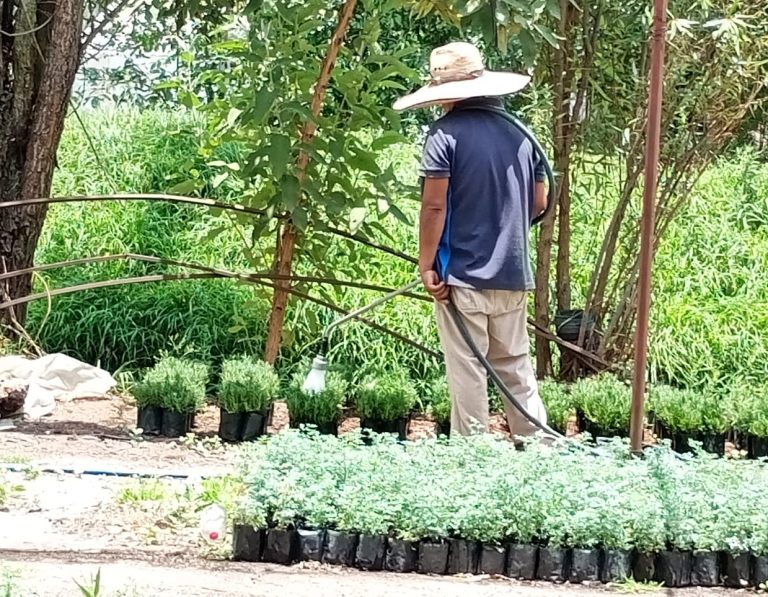 Xochimilco sequía