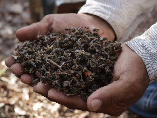 Apicultores Yucatán abejas