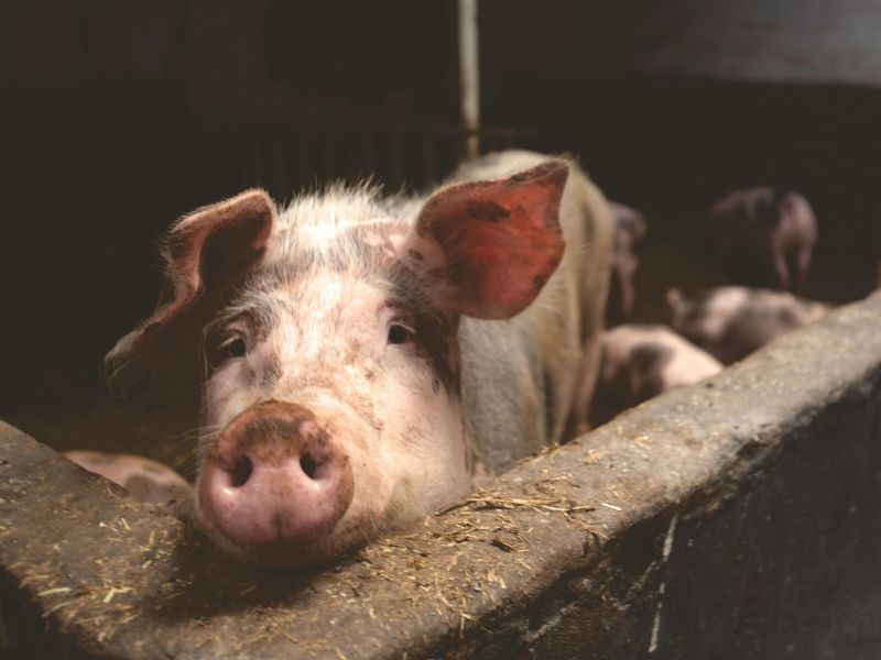 animales de granja