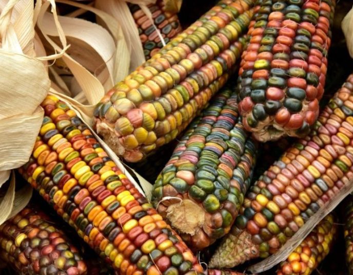 reforma maíces nativos DOF