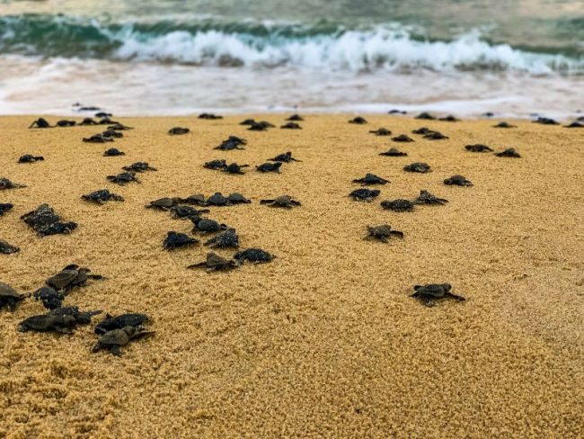 tortugas muertas Ciudad Juárez