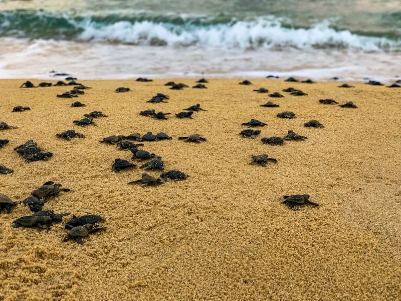 tortugas muertas Ciudad Juárez