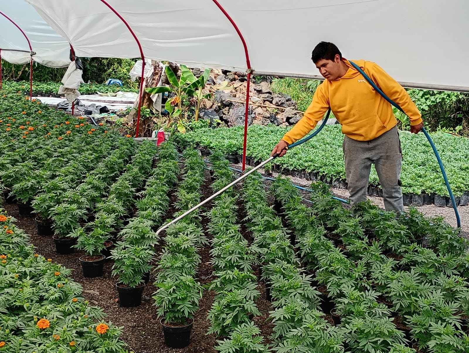 Cempasúchil nochebuena Xochimilco inundaciones Cempasúchil nochebuena Xochimilco inundaciones