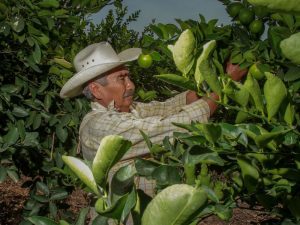 agricultores Producción para Bienestar