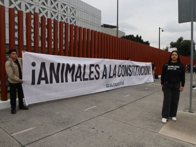 reforma-protección-animal-igualdad-animal