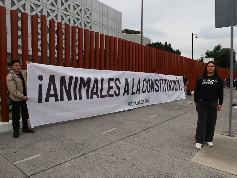 reforma-protección-animal-igualdad-animal