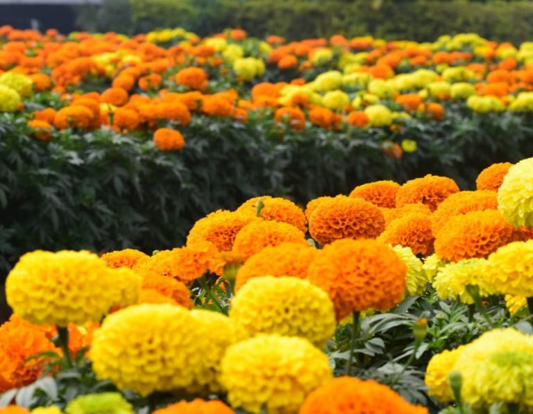 Flor de cempasúchil Día de Muertos